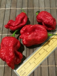 fruit of chilli pepper Trinidad Moruga Scorpion: 20-c17-11#2