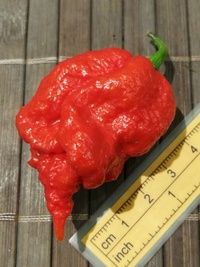 fruit of chilli pepper Trinidad Moruga Scorpion: 20-c17-21#1