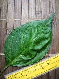 leaf of chilli pepper: Trinidad Moruga Scorpion
