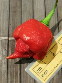 fruit of chilli pepper Trinidad Moruga Scorpion: 20-c17-22#1