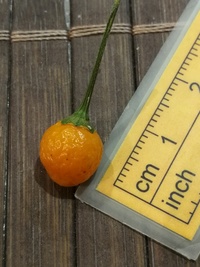 fruit of chilli pepper Aji Charapita Small: 20-c1s-11#1