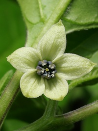 flower of chilli pepper: Carolina Reaper