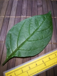 leaf of chilli pepper: Carolina Reaper