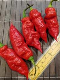 fruit of chilli pepper Carolina Reaper: 20-c2-11#1