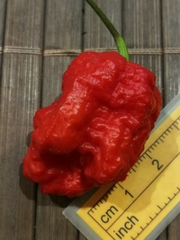 fruit of chilli pepper Carolina Reaper: 20-c2-12#1