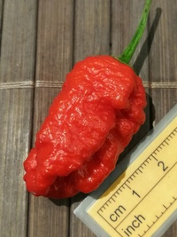 fruit of chilli pepper Carolina Reaper: 20-c2-12#2