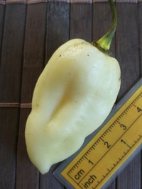 fruit of chilli pepper Fatalii White: 20-c4-1#1
