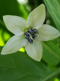 flower of chilli pepper: Fatalii White