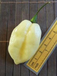 fruit of chilli pepper Fatalii White: 20-c4-2#1