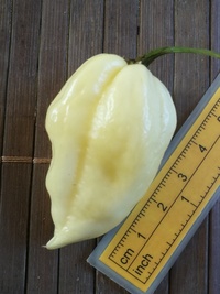 fruit of chilli pepper: Fatalii White