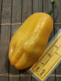 fruit of chilli pepper Habanero Peach: 20-c5-1#1