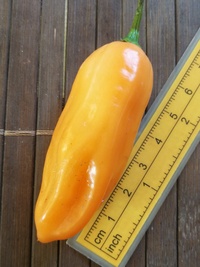 fruit of chilli pepper Habanero Peach: 20-c5-1#2