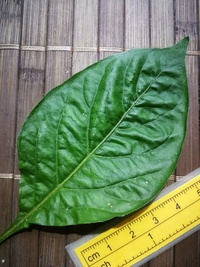 leaf of chilli pepper: Habanero Peach