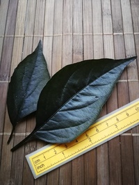 leaf of chilli pepper: Pimenta de Neyde