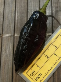 fruit of chilli pepper Pimenta de Neyde: 20-c6-21#1