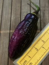fruit of chilli pepper Pimenta de Neyde: 20-c6-21#2