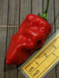 fruit of chilli pepper Bhut Jolokia: 20-c9-11#1