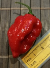 fruit of chilli pepper Bhut Jolokia: 20-c9-21#1
