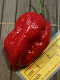 fruit of chilli pepper Bhut Jolokia: 20-c9-21#2