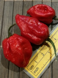 fruit of chilli pepper Bhut Jolokia: 20-c9-21#3