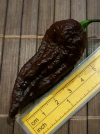 fruit of chilli pepper Bhut Jolokia Maroon: 20-c9m-11#1