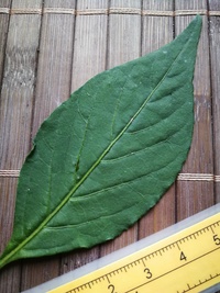 leaf of chilli pepper: Bhut Jolokia Maroon
