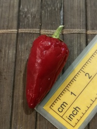 fruit of chilli pepper Bird
